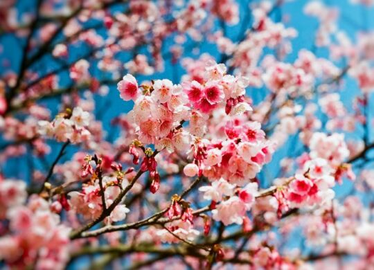 printemps-cerisier